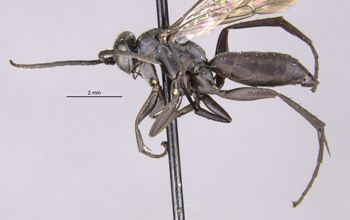 Media type: image;   Entomology 28149 Aspect: habitus lateral view